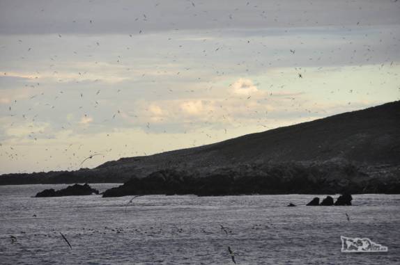 Milhares de pássaros voam e cantam quando o dia nasce em Steeple Jason, no noroeste das Ilhas Malvinas